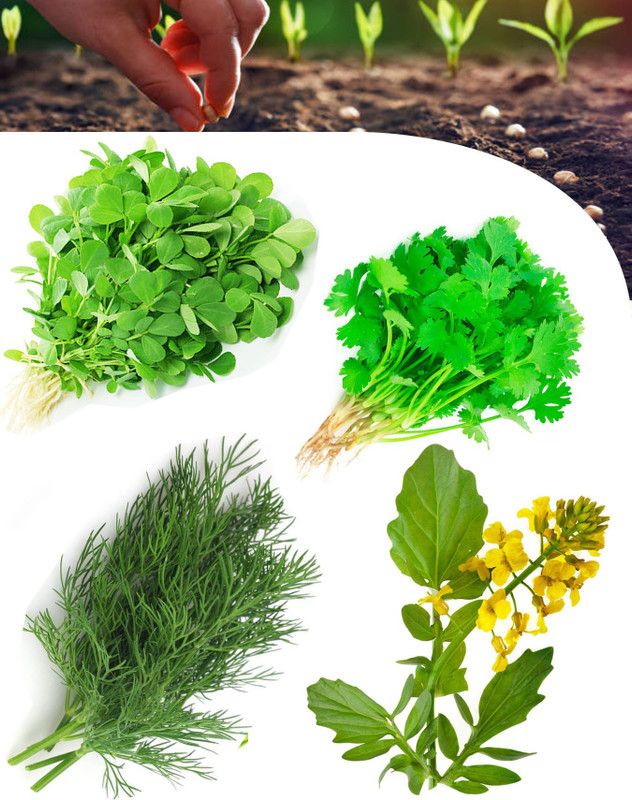PBTA Methi, Dhania, Sarson, Soya Saag Seed  (100 per packet)