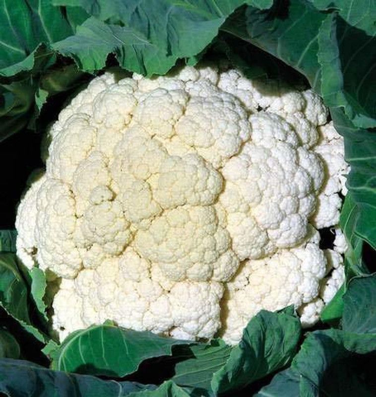 Qualtivate ® High Yield Organic Vegetable Seeds - Cauliflower Seed  (1000 per packet)