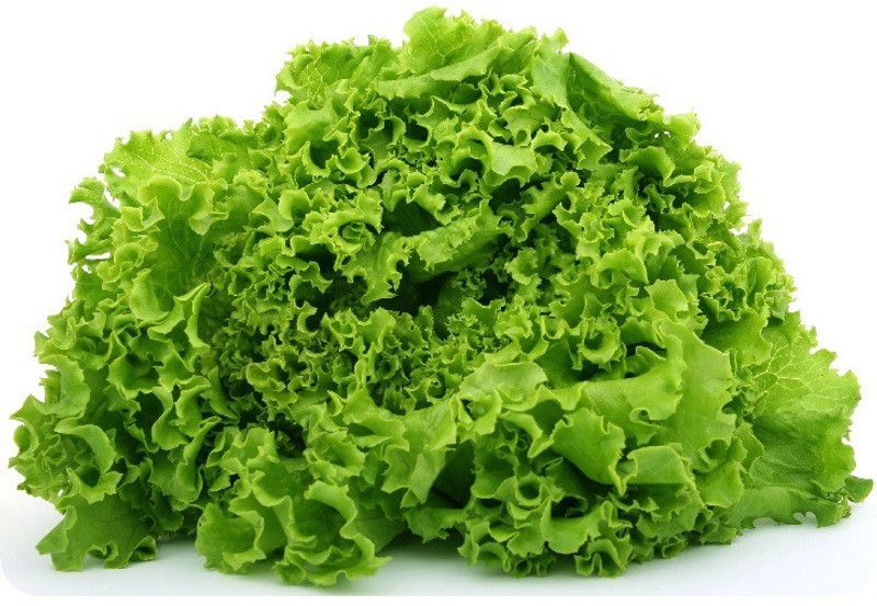 Paudha Lettuce Curly Hybrid Seed  (25 per packet)