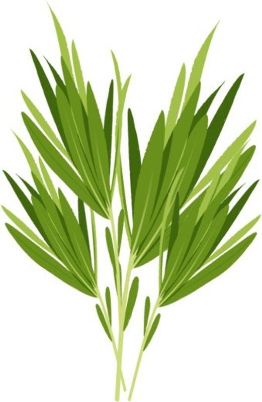Mozette Hybrid Terragon Seed  (60 per packet)