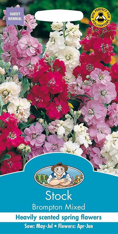 CYBEXIS Stock Mix Flower Seeds (Matthiola Incana Ten Week Mix) Seed  (50 per packet)