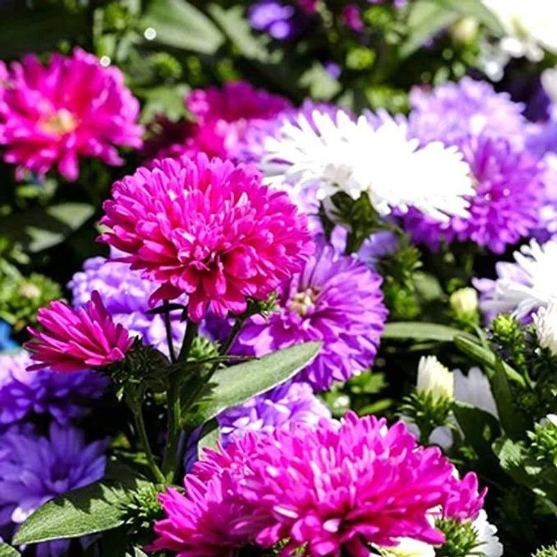 KANAYA Aster Mix Flower Seeds Seed  (22 per packet)