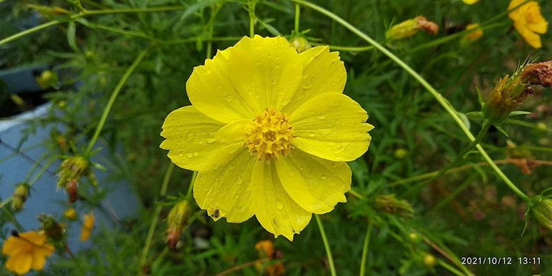 CYBEXIS Cosmos Sulphureus Seeds Seed  (25 per packet)
