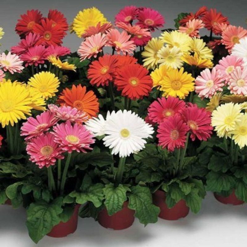 XOLDA Gerbera Mixed Seed  (32 per packet)