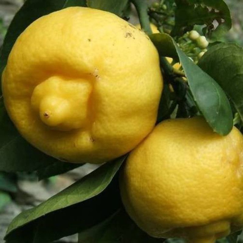 Klone CITRUS LIMETTA - SWEET LEMON, ROMAN LIME Seed  (10 per packet)