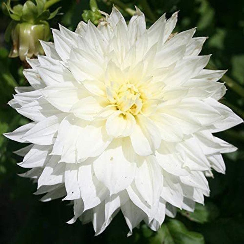 CYBEXIS Fleurel Dinnerplate Dahlia Seed  (1 g)
