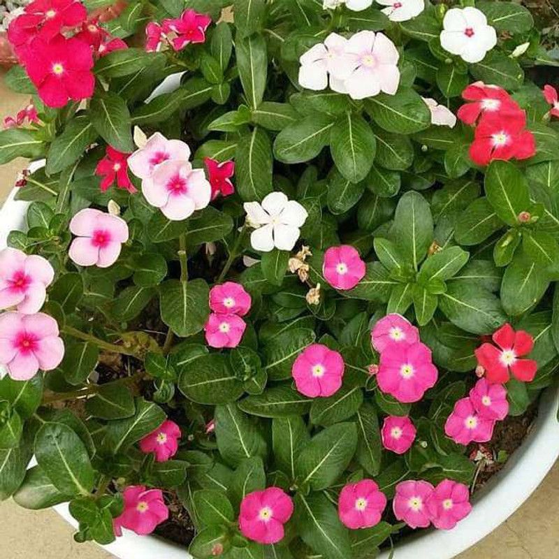 Axote Vinca Dwarf Mix Seed  (10 per packet)