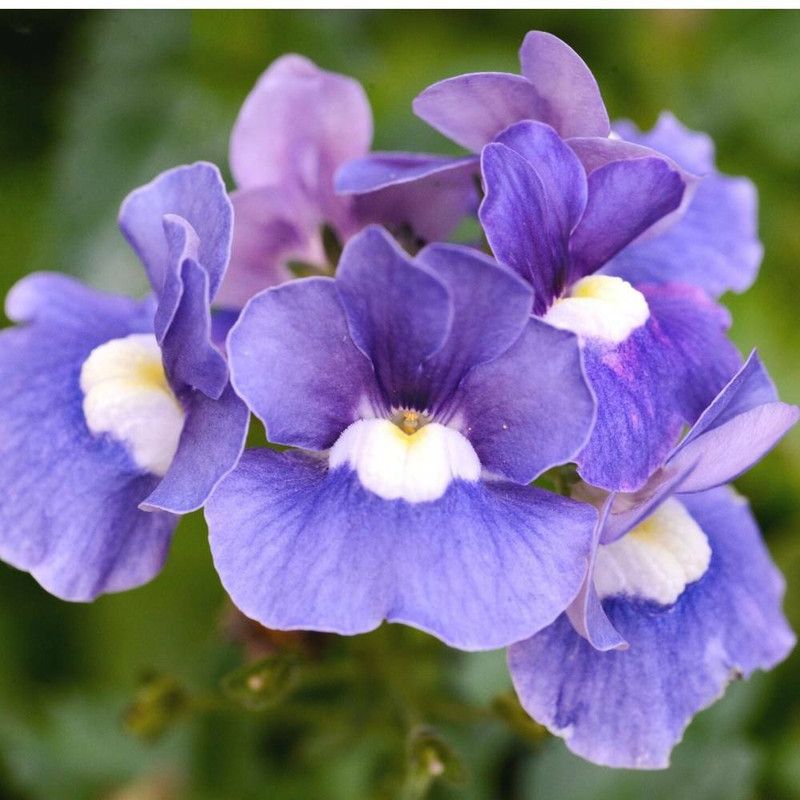 Nodoc Exotic petunia Seed  (33 per packet)