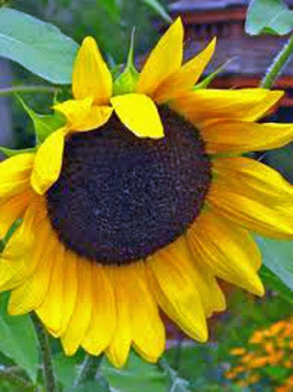 WILLVINE Golden Sunflowers Seeds Newly Harvested, The Classic Sunflower Seed  (500 per packet)