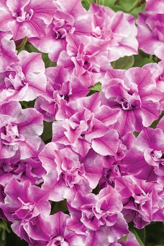 WHADE Supertunia Sharon Seed  (70 per packet)