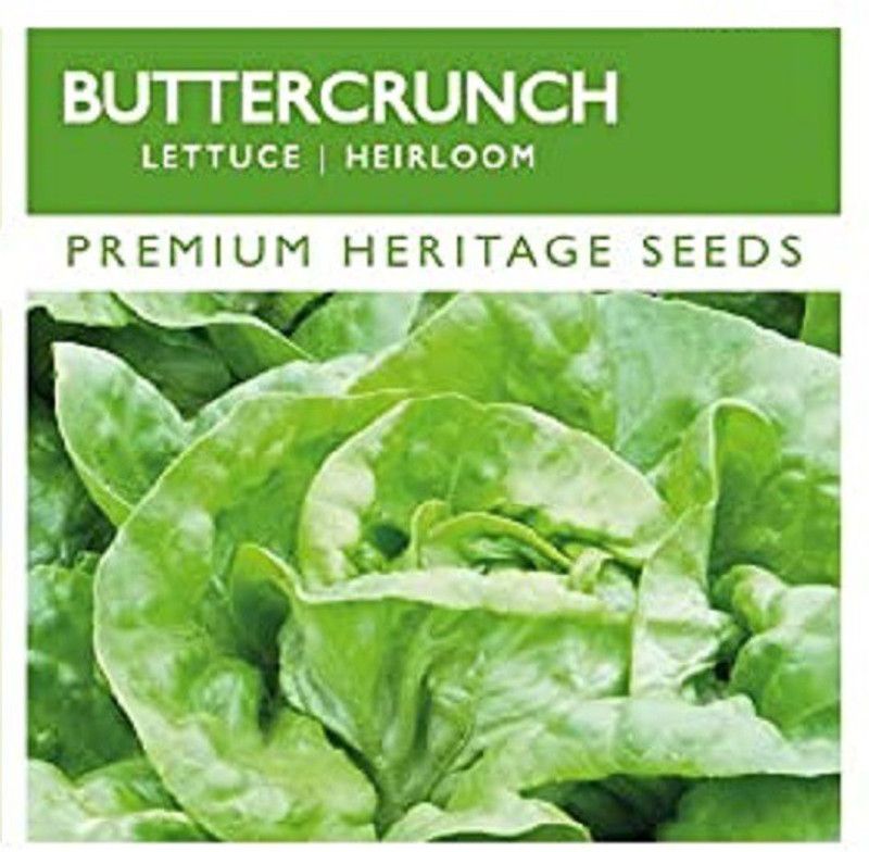 Qualtivate Lettuce Seed  (200 per packet)