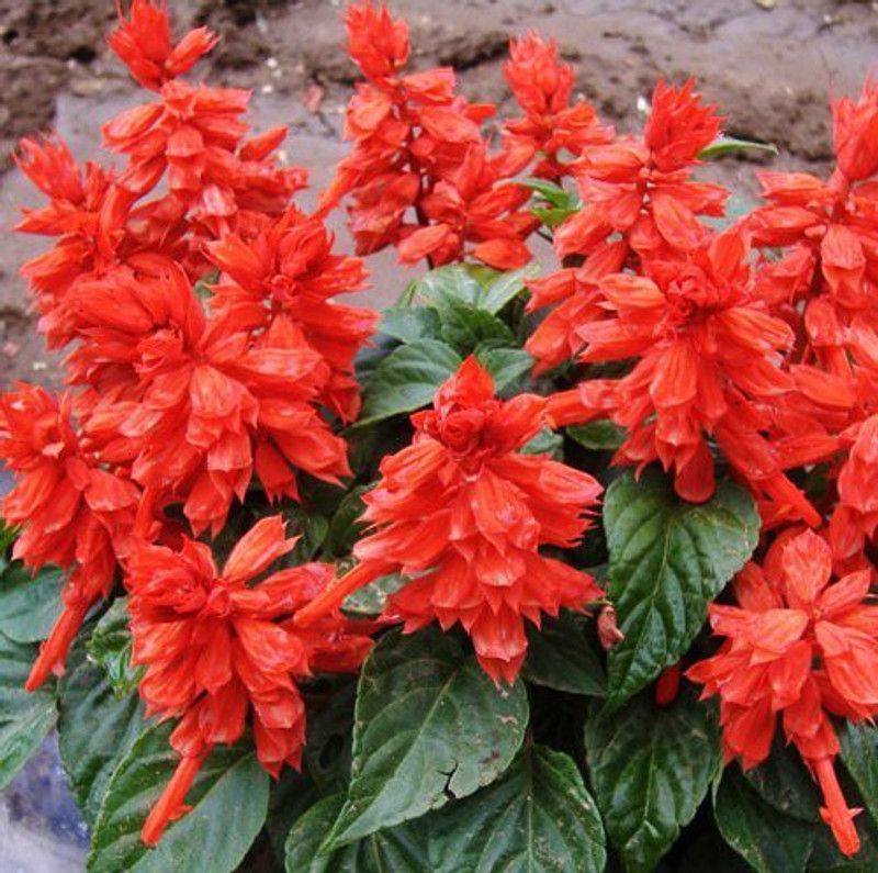 CYBEXIS Seeds Good Germination Salvia Flower Seed  (1 g)