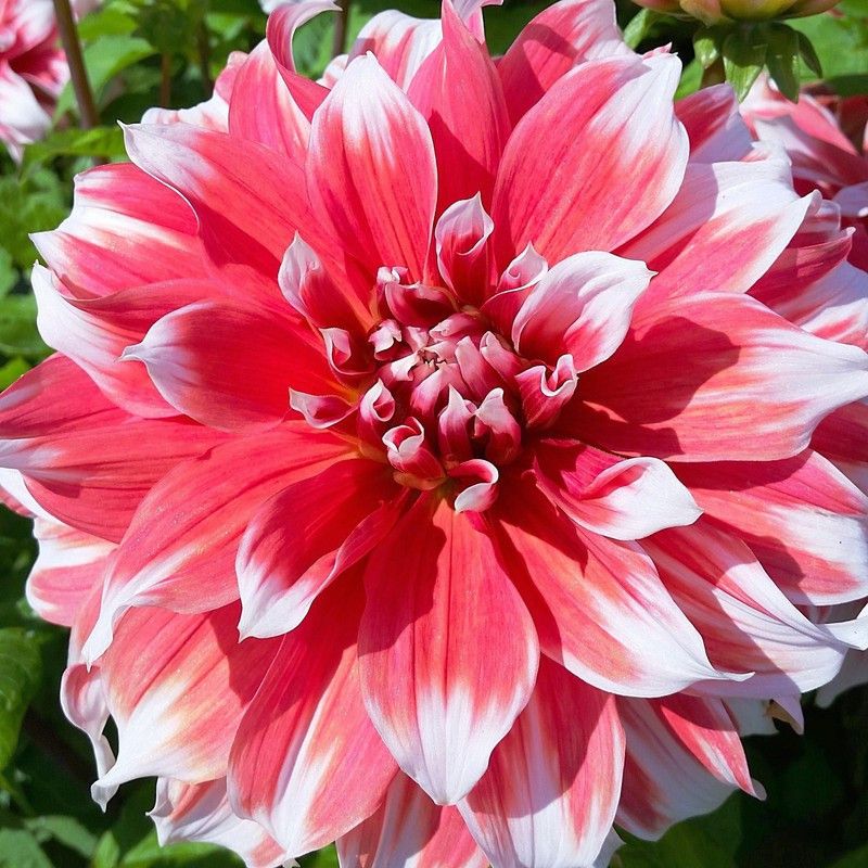 FERNSFLY® IMP. Dahlia | Dhalia | Dahalia Perennial Flower Bulbs Excellent Quality Attractive Aromatic Flower Home Outdoor Gardening Flowering Bulbs (Pack of 5 The Frost Nip Dahlia) Seed  (5 per packet)
