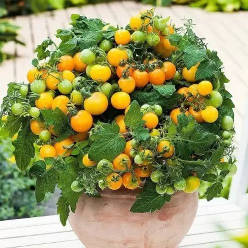 MAA Tomato, Tomato yellow cherry Seed  (53 per packet)