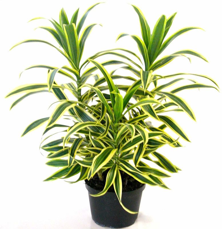 khushboo Dracaena Plant  (Hybrid, Pack of 1)
