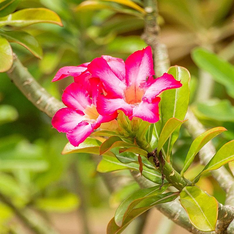 DROXTY ® Adenium Desert Rose Flower Seeds(40 Seeds) Seed  (40 per packet)