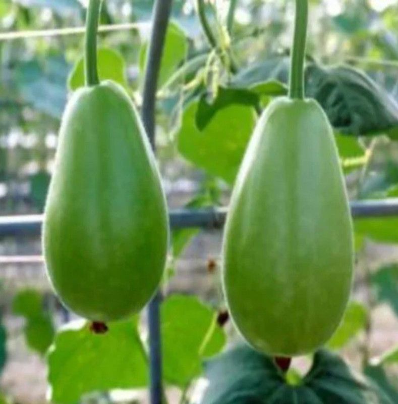 UGRA Bottle Gourd Round Seed  (150 per packet)