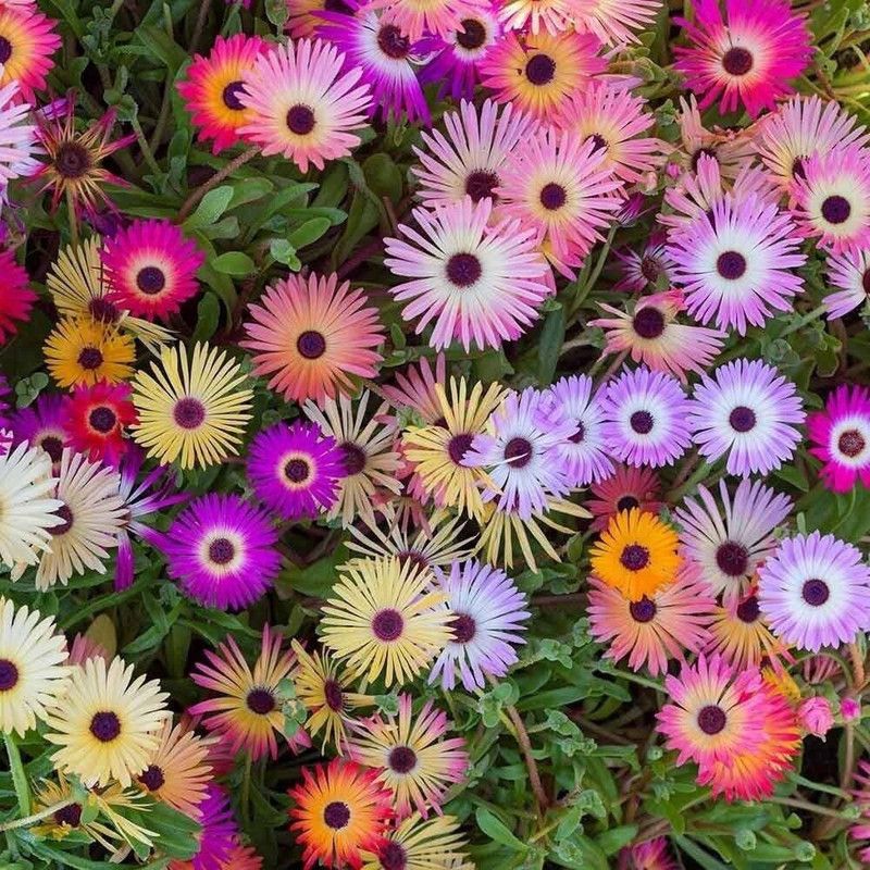 Mozette Mesembryanthemum mix (burf) Seed  (28 per packet)