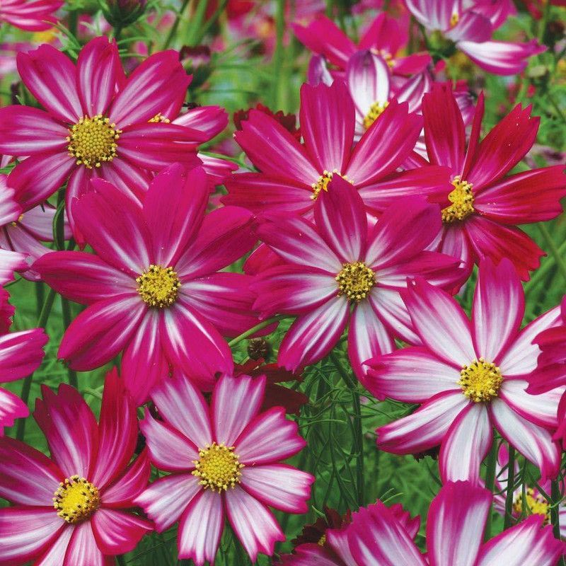 KANAYA Cosmos Mix Flower Seed  (114 per packet)