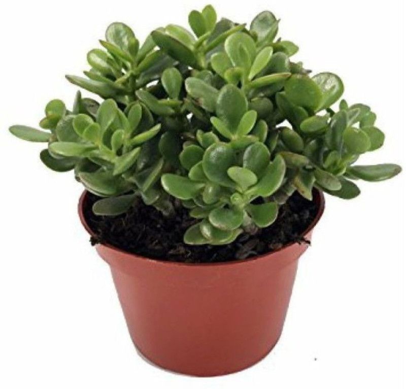 ZIXAM Jade Plant  (Hybrid, Pack of 1)