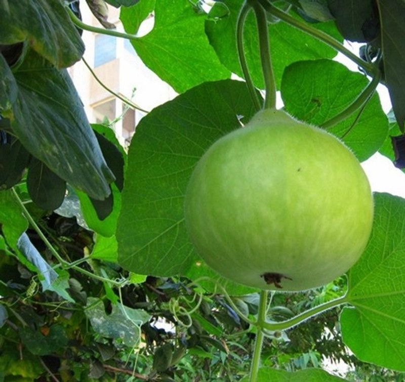 UGRA Round Bottle Gourd Hulu Piao Seed  (40 per packet)