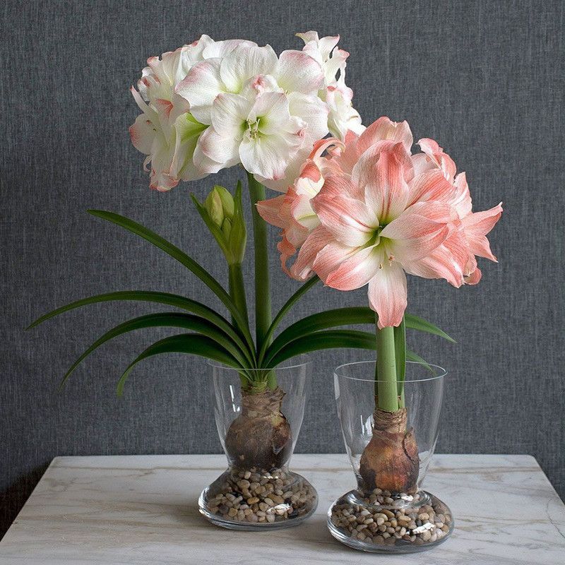 Udanta AMARYLLIS LILY Seed  (300 g)