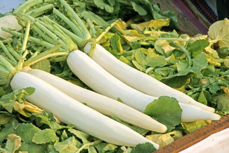 ZOTIKOS Radish Seed  (10 per packet)