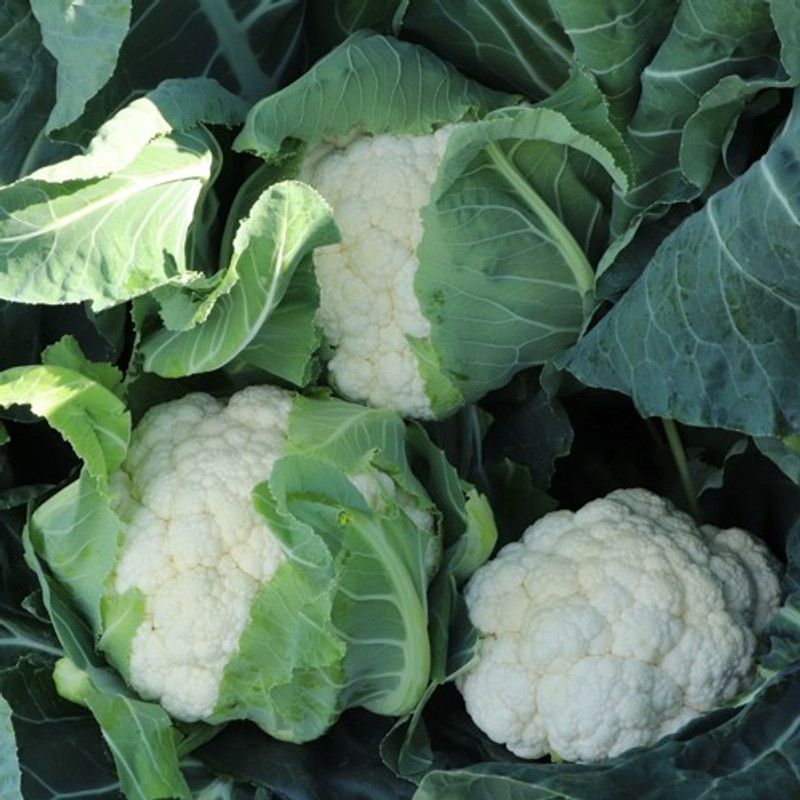 ANDOR Cauliflower – Aerospace Seed  (400 per packet)