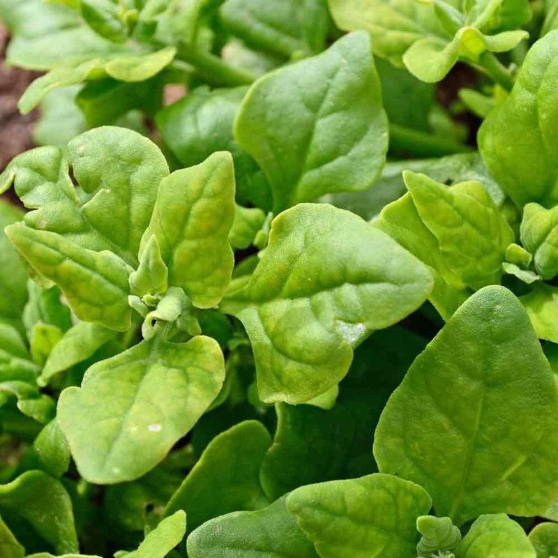 WILLVINE XLR-90 New Zealand Spinach Seeds Seed  (1000 per packet)