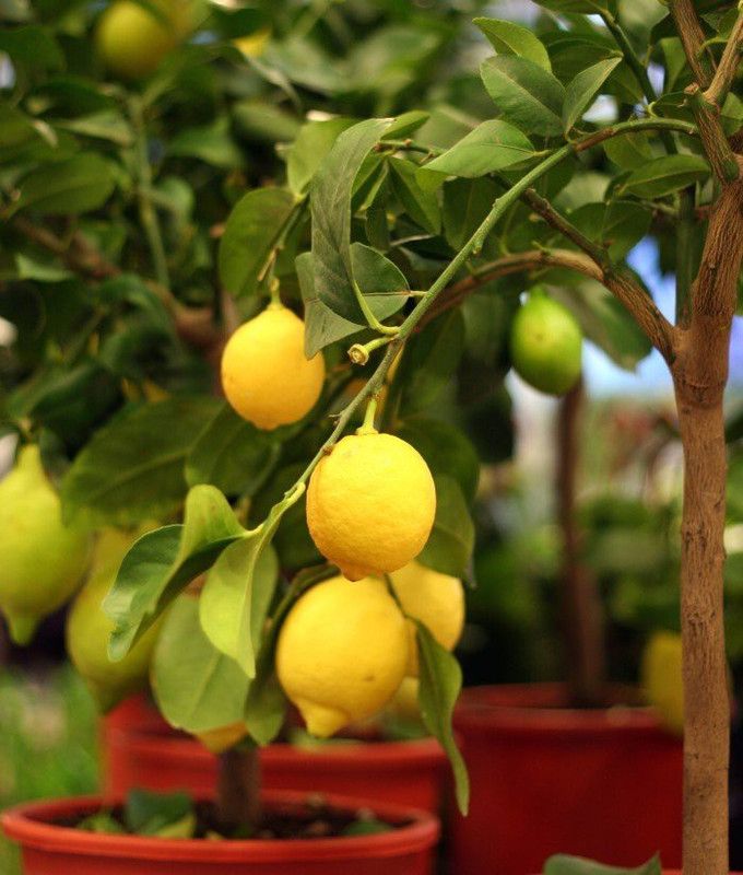PLANTZON Lemon/Nimboo Seed  (25 per packet)