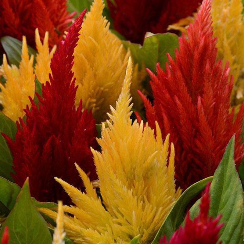 ZIXA Celosia First Flame Seed  (300 per packet)