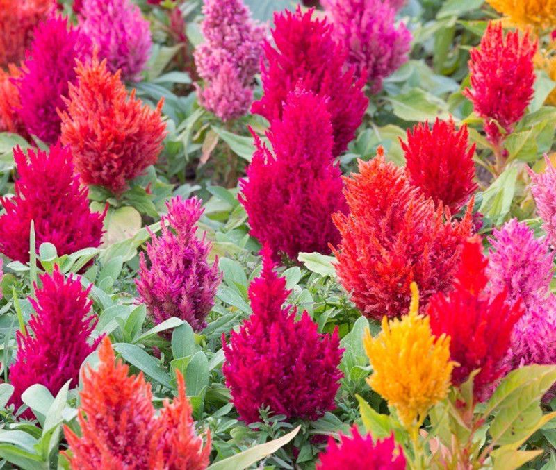 ZIXA Celosia Century Mix Seed  (250 per packet)