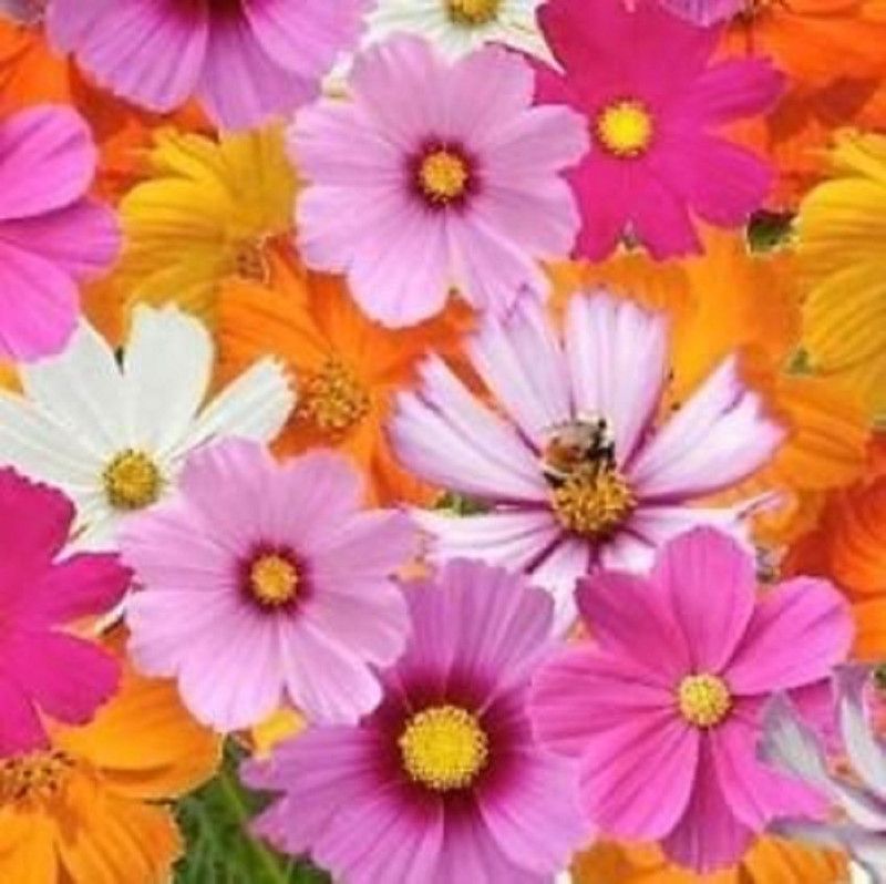NeLeSa Gardening Cosmos Seed  (20 per packet)