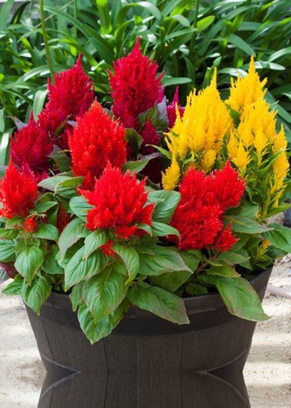 ZIXA CELOSIA BRIGHT SPARKS MIX Seed  (150 per packet)