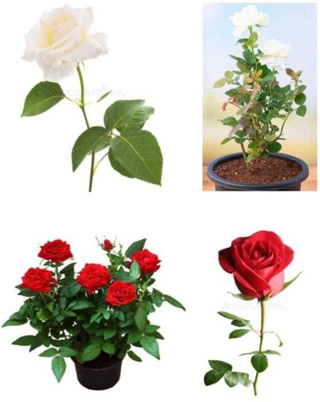 BUILDGREEN Rose Plant  (Hybrid, Pack of 2)