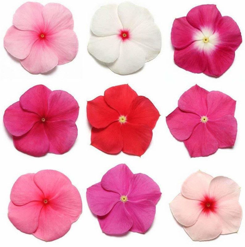 VibeX XLR-74 - Vinca Rosea Mix Flower Perennial Garden Organic - (60 Seeds) Seed  (60 per packet)