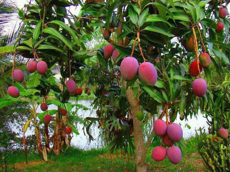 Saraswati Garden Mango Plant  (Hybrid, Pack of 1)