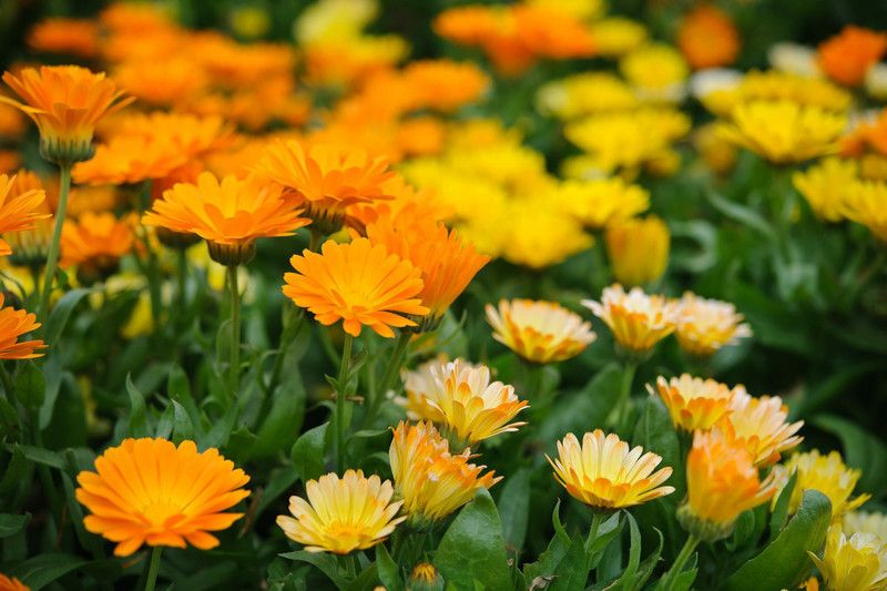 Mozette Exotic calendula Seed  (40 per packet)