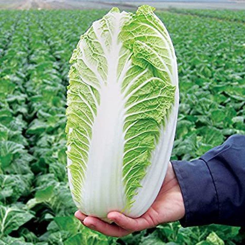 XOLDA Hybrid Chinese Cabbage Seed  (64 per packet)