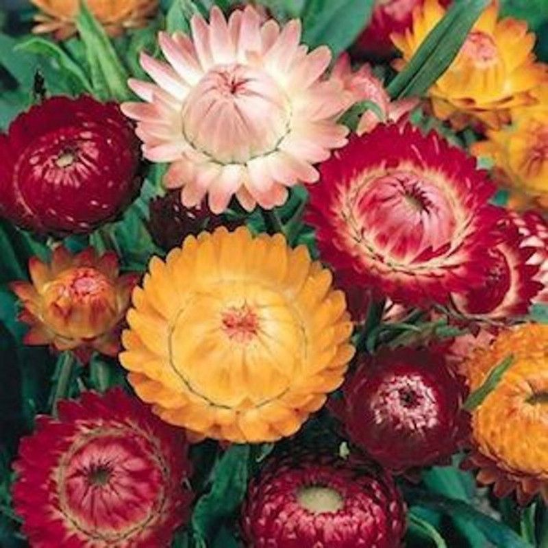 Kofy Helichrysum Seed  (20 per packet)