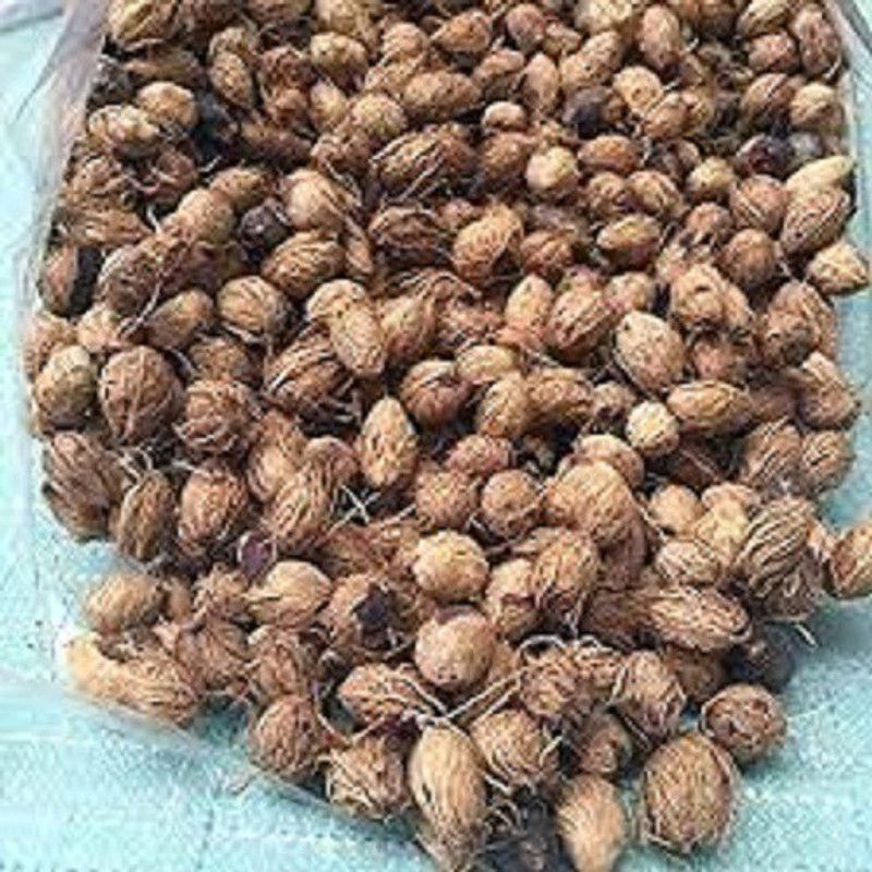 LYRS Imported Areca Palm Seed- 65 Seed  (65 per packet)