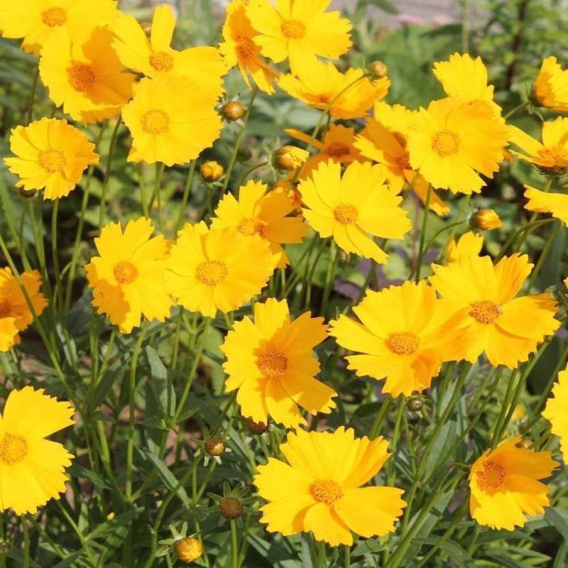 Crapulous Coreopsis Flower Seed  (12 per packet)