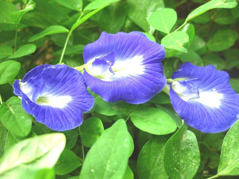 Vamsha Nature Care Aparajita/ Butterfly Pea Plant  (Hybrid, Pack of 1)