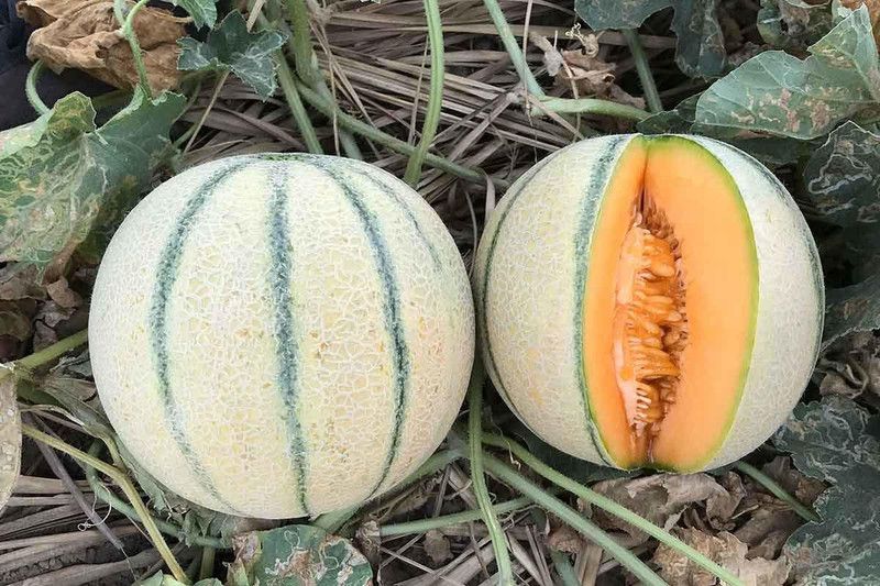 JRYU Muskmelon Seed  (450 per packet)