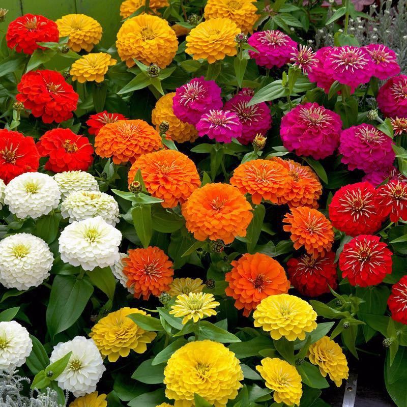 XOLDA Zinnia Mix flower Seed  (45 per packet)