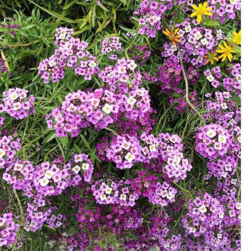 Mozette Allssum royal carpet blue Seed  (27 per packet)
