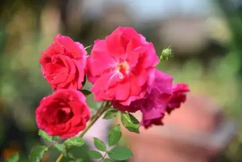 Chalisa Rose, Flower seeds Seed  (49 per packet)