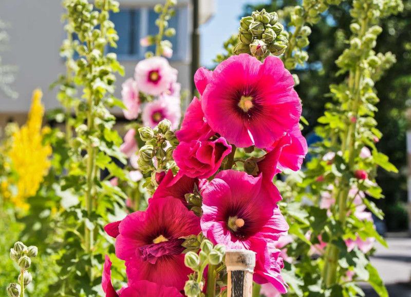 Paudha Hollyhock Mix Seed  (50 per packet)