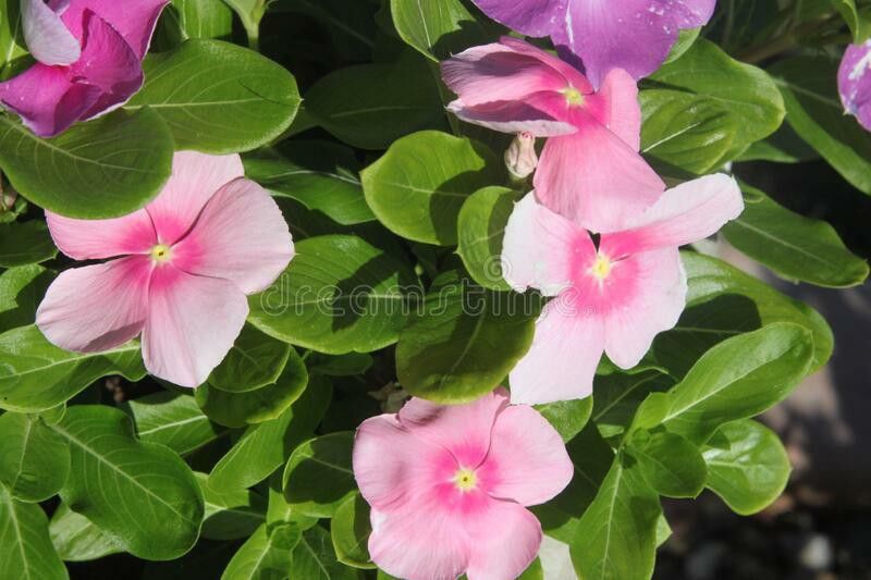 XOLDA Exotic vinca Seed  (31 per packet)