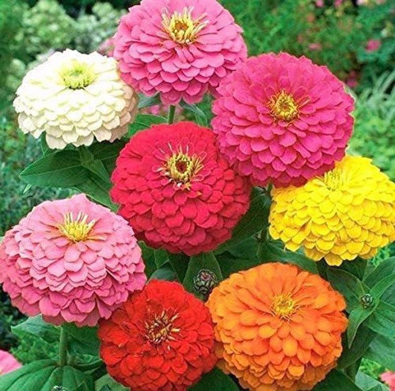 CYBEXIS Zinnia Seeds Rainbow Colorful Seed Pink Sunflower Rose Seed  (1 g)
